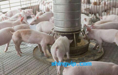豬飼料 豬飼料