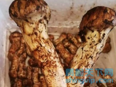 成都松茸檢測報告，成都食用菌重金屬檢測